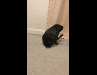 Black pug dog drags butt across floor 