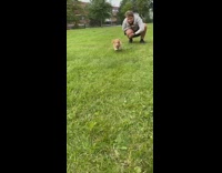 Brown white puppy runs bumps into camera 