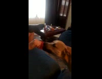 Dog bite toy shake make sloppy sound 