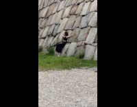 Woman crop top lean on castle for photo