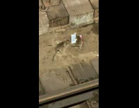 Rat attacks another rat on subway station 