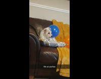 Dog sitting on couch next to balloons looks depressed 