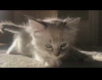 Grey kitten crawls across brown carpet floor