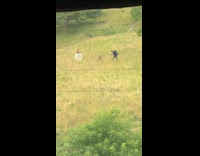 Guy walks through plant field toward camera 
