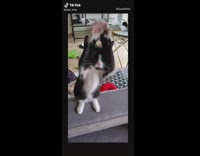 Black white cat stands dances moves arms