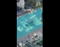 Woman mermaid tail costume swim in pool