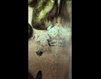 Two white frogs in the glass tank
