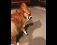 Owner puts noodles nose of small brown dog 