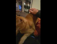 Collab DailyDoseOfInternet - Guy slap back orange cat gradually raise