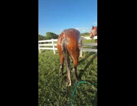 Horse crouches while taking a shower