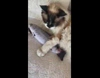 Cat cuddled with stuffed toy fish on the couch