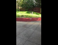 Small brown dog humps white dog grass