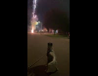 Deaf dog watch fireworks on street night