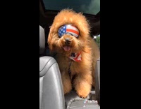 Large brown dog american flag bandana car
