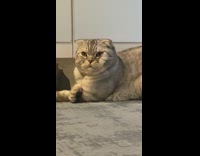 Grey cat short ears sit legs crossed