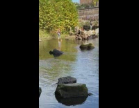 Girl stand yoga pose tree log creek