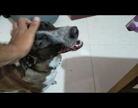 Guy stops dog ask for more pets