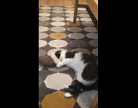 Black white cat rubs face ugg slipper 