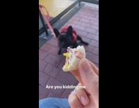 black dog drool mouth looking at food