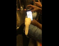 White bird watches guy play card game 