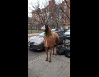 Large brown horse art sculpture on sidewalk 
