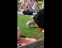 Collab winy - Woman with pet pig at crowded park