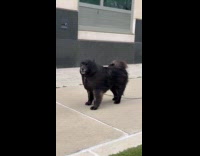 Wind blows fur of black dog street