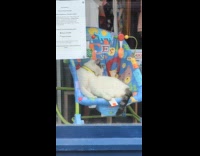 Cat sitting on display rocker chair