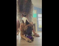 GIrl slowly drags dog away from toy 