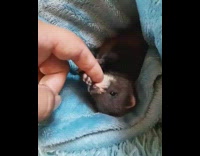 Newborn brown white ferret animal blue blanket