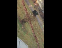 Dried leaves lined up at the lawn