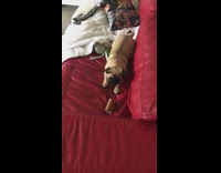 Pug dog plays empty toilet paper roll 