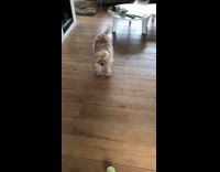 Brown shaggy dog hops at green tennis ball twice before grabbing it and running away