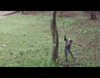 Two monkeys play and chases each other at the park