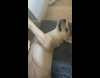 Dog lay on rug leg stretched upward