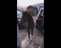 Collab BitchMP - Horse outside of front door