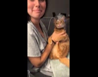 Cat wear bubble on head goes limp