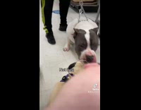 Small dog wants to be friends with pitbull