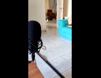 Cat likes to play fetch with owner
