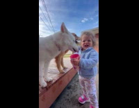 Toddler saying ew while dogs drink from cup