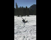 Shirtless guy skis over snow falls scorpion 