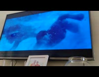 Yellow fish in bowl busy watching TV