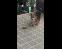 Dog gets excited after getting a bone