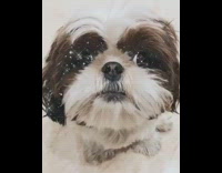 Small brown white dog barks speak trick 