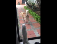 Sleeping White  Cat Freaks Out Scratches Glass Door Siberian Husky