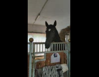 Horse with its tongue out at the fence