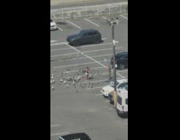 Woman feeds the bird at the parking lot