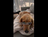 Dog use ramp to sit on couch