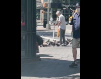 Old man feed flock of pigeons on street