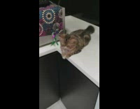 Two cats ignore green feather toy 